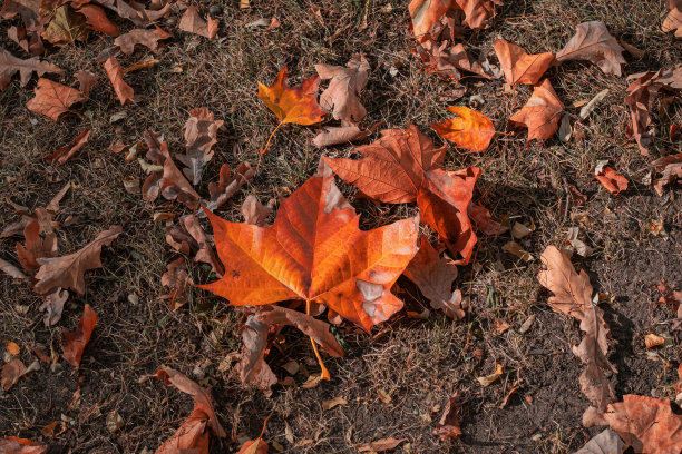 落叶图片下载