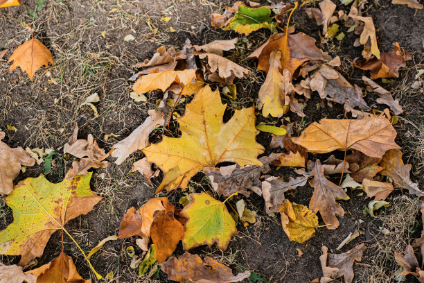 落叶图片下载