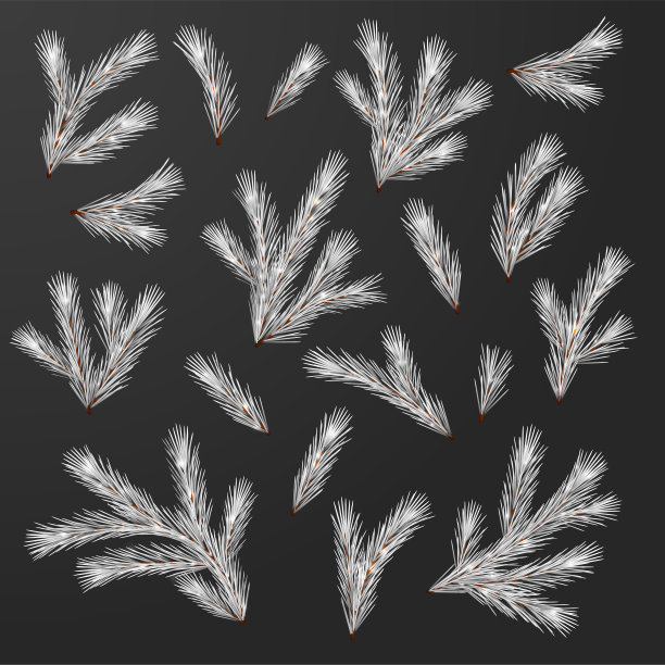 杉树枝组图片下载