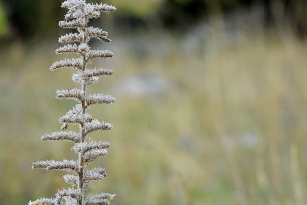 植物枝条在寒冷的早晨被霜覆盖/特写和微距自然摄影图片下载