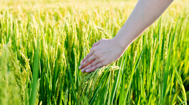 妇女用手触摸稻谷图片下载