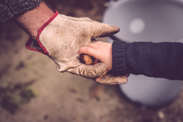 宝宝的手给大人的手新鲜的栗子图片下载