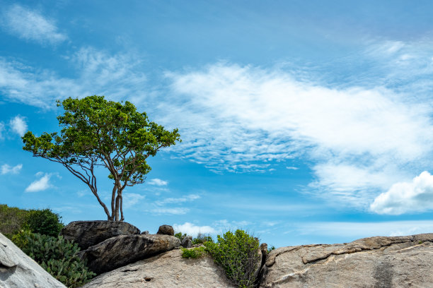一棵孤零零的树在石山的山顶上图片下载
