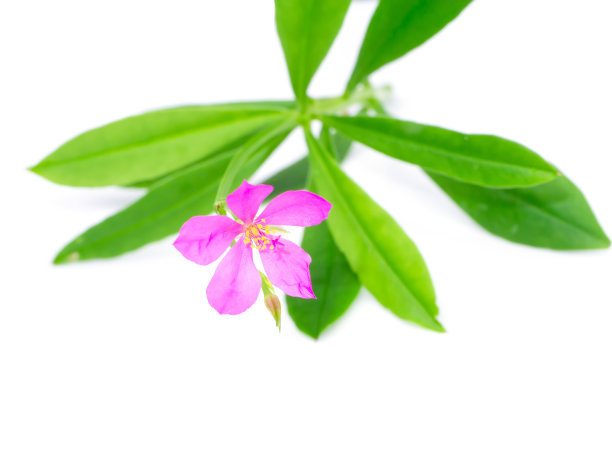 白底上的银矾花。图片下载