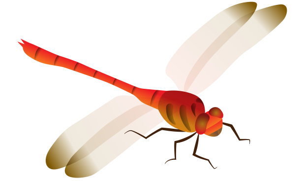 插图的蜻蜓素材图片