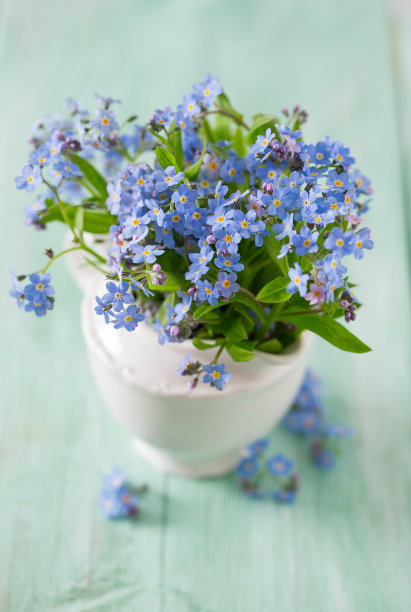 勿忘我花图片下载