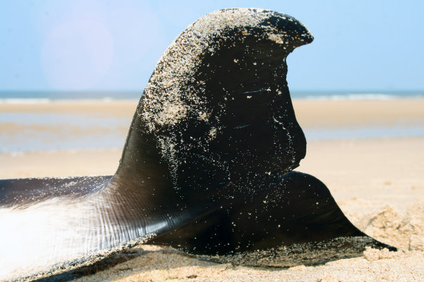 一头鲸鱼搁浅在沙滩上的悲惨景象图片下载