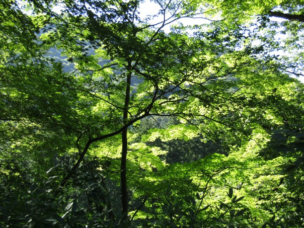森林在阳光明媚的夏日。图片下载