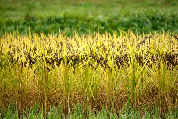 秋季早雨过后的稻田图片下载