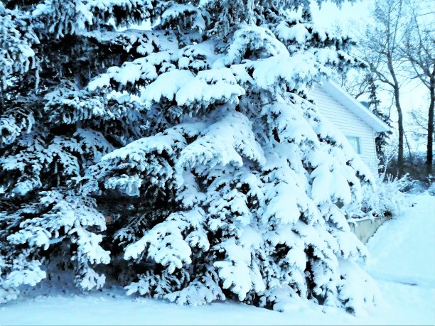 积雪覆盖的常青树图片下载