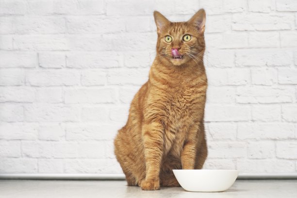 有趣的姜黄色猫舔他的脸旁边的白色食物盘子。图片下载