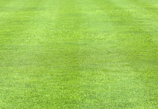 天然绿草纹理背景近景俯视图图片下载