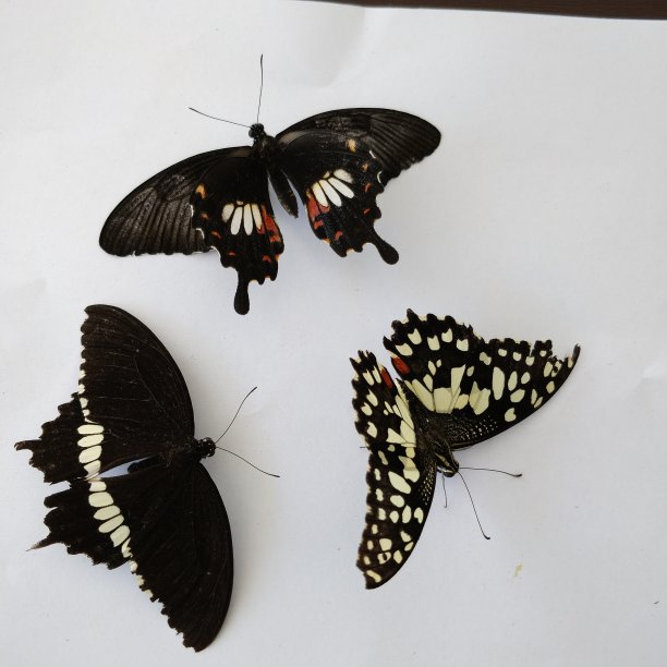 三种燕蝶属摩门蝶、雄蝶和凤蝶或青柠蝶图片下载