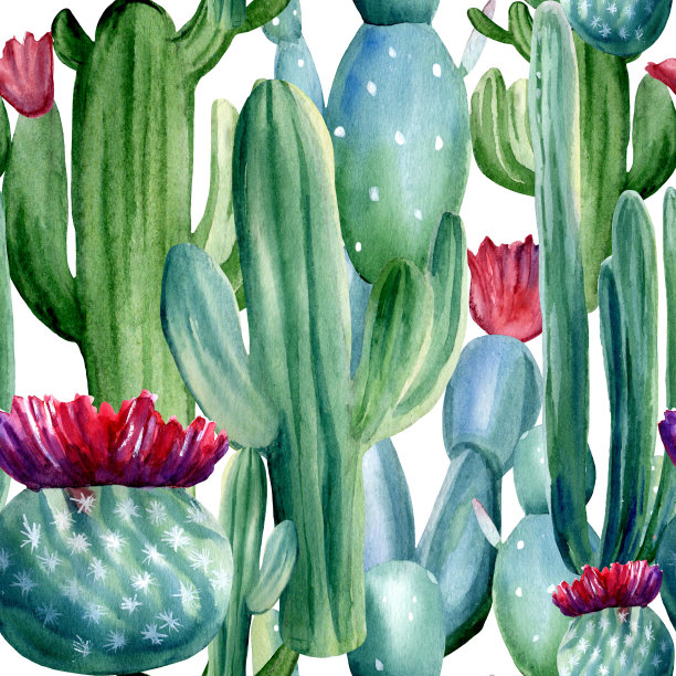 水彩手绘无缝模式与不同的仙人掌在白色的背景。图片下载
