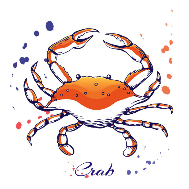 墨水手绘螃蟹概念装饰或设计。墨水泼洒螃蟹插图。矢量红煮蟹在墨水画。海鲜概念与颜色溅在白色与文字的地方图片下载