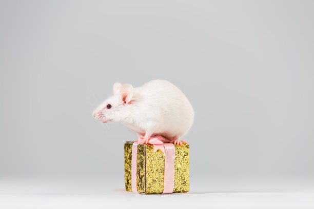 鼠标是2020年新年的象征。一只小白鼠坐在白色背景的金色礼品盒上。新年和圣诞节的概念。本空间图片下载
