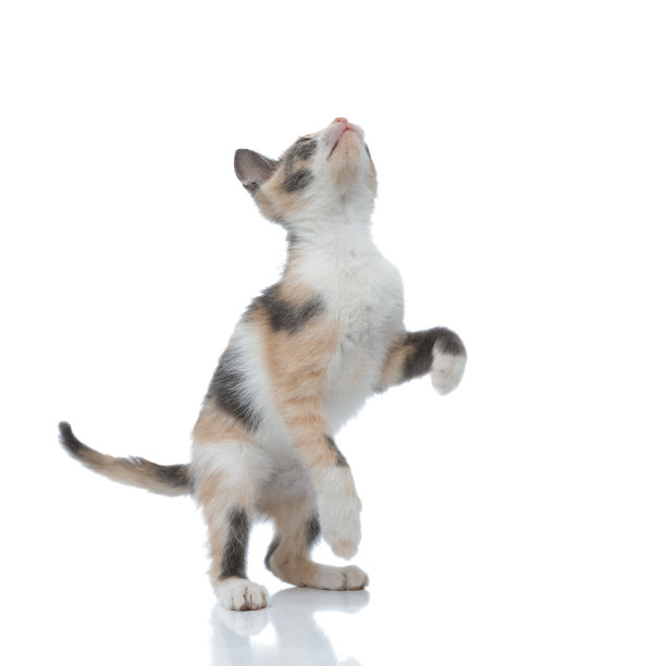 顽皮的猫抬头看和玩图片下载