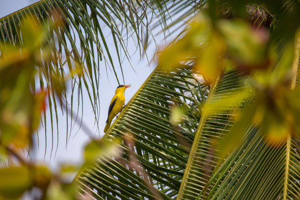 有热带鸟类的棕榈树图片下载