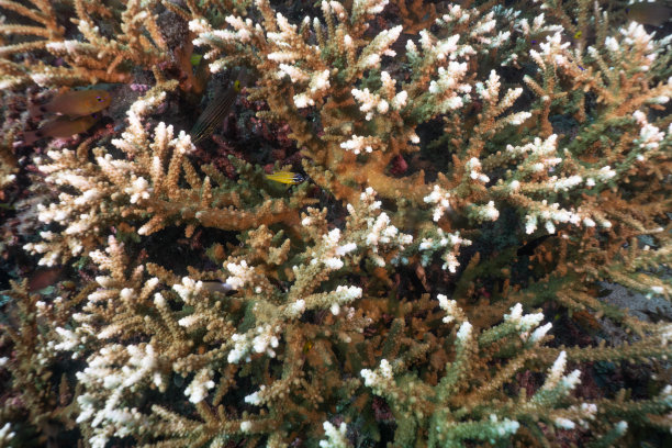 水下极度濒危物种鹿角珊瑚(Acropora cervicornis)特写图片下载