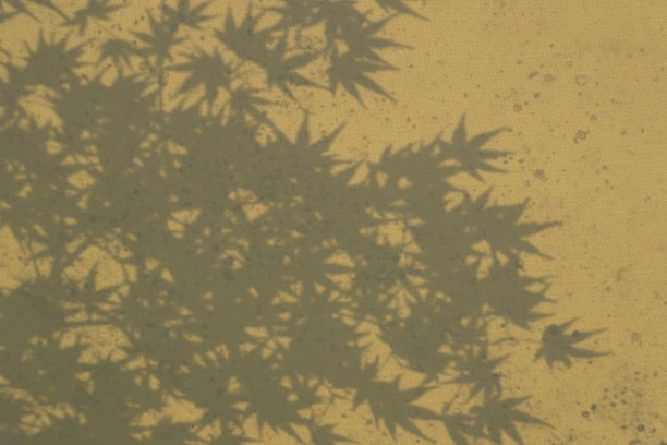 日本枫叶的影子图片下载