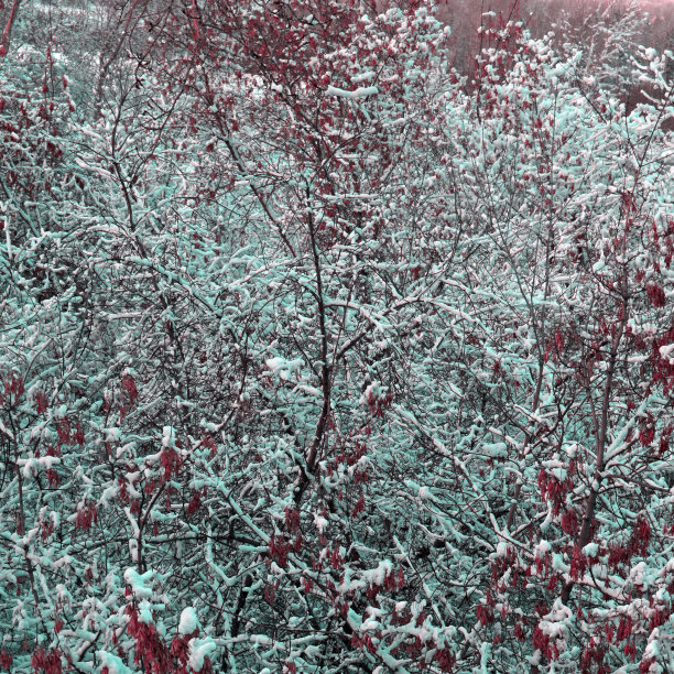 树枝在雪地里。纯白色的雪。冬天的童话森林。背景的明信片。寒冷的早晨。图片下载