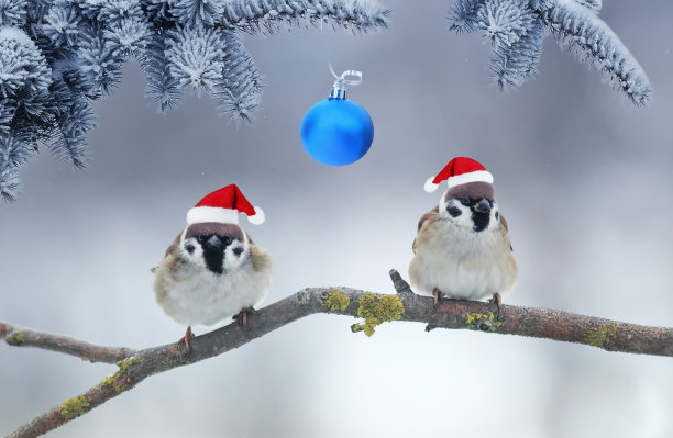 圣诞贺卡上有两只有趣的小鸟，麻雀坐在冬季花园的云杉树枝下，戴着红色圣诞帽的圣诞球图片下载