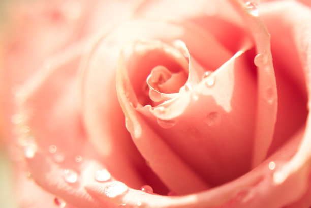 模糊抽象的玫瑰和滴接近花的背景。复古复古调的照片图片下载