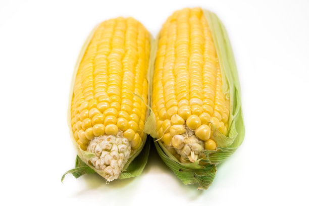 香甜新鲜的有机玉米。健康食品。收割玉米。用于制作爆米花，谷物，玉米片，动物食品。饮食中沙拉的配料。富含维生素和纤维图片下载