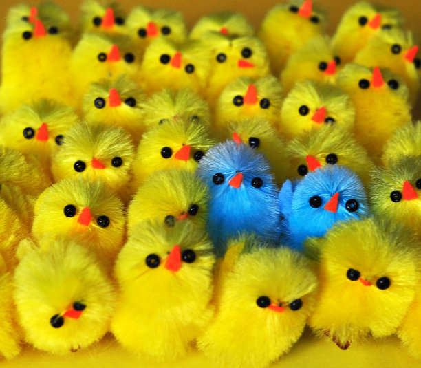 两只迷你的蓝色复活节小鸡在黄色小鸡群中脱颖而出图片下载