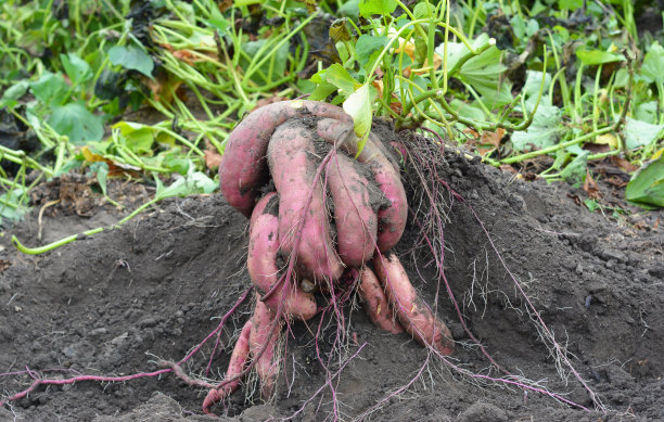 有机山药、红薯园艺。甘薯生长。图片下载