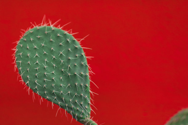 红色背景上的绿色仙人掌，特写图片下载
