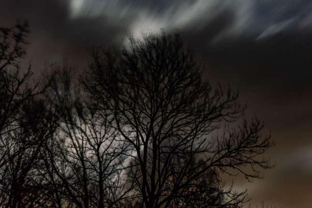 树在晚上图片下载