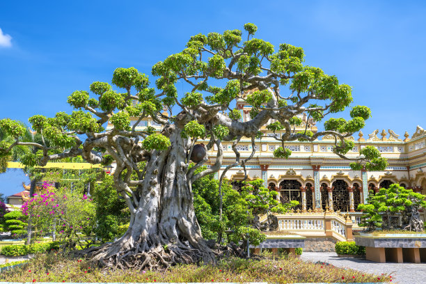 古老的盆景树图片下载