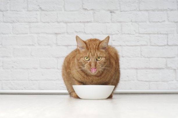 有趣的姜黄色猫咪在食物盘旁舔脸图片下载