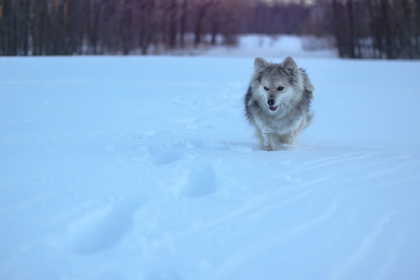 美丽的漂亮的宠物在一个公园在一个森林在冬天后一场雪。雪景带一只小狗。圣诞和新年图片设计图片下载