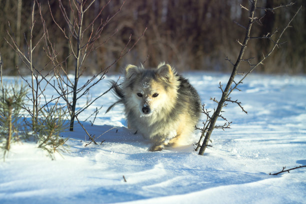 美丽的漂亮的宠物在一个公园在一个森林在冬天后一场雪。雪景带一只小狗。圣诞和新年图片设计图片下载