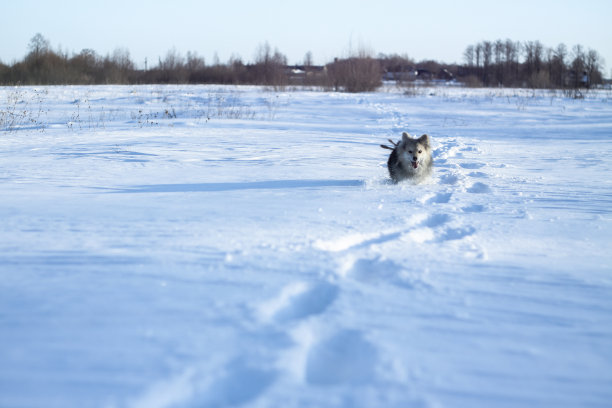 美丽的漂亮的宠物在一个公园在一个森林在冬天后一场雪。雪景带一只小狗。圣诞和新年图片设计图片下载