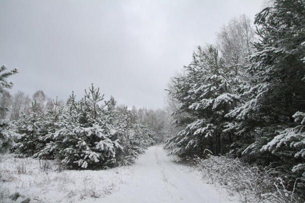 雪林里美丽的冬季景色。美丽的圣诞树在雪堆和雪花中。新年的库存照片图片下载
