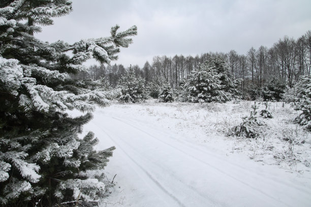 雪林里美丽的冬季景色。美丽的圣诞树在雪堆和雪花中。新年的库存照片图片下载
