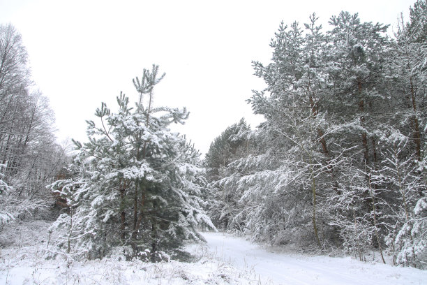 雪林里美丽的冬季景色。美丽的圣诞树在雪堆和雪花中。新年的库存照片图片下载