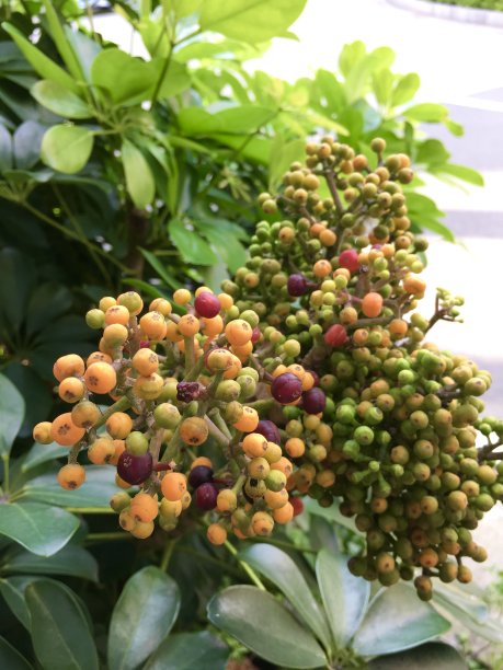 生动的植物图片下载