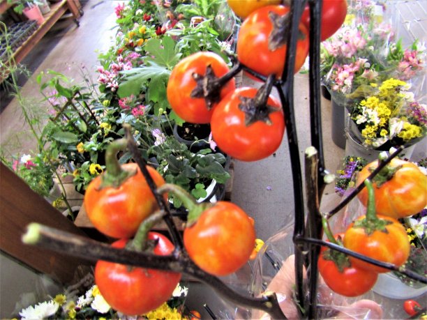 插花。蕃茄。图片下载