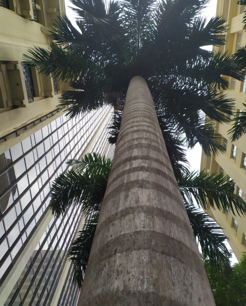 棕榈树图片下载