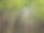 在瓦胡岛的坦塔罗斯山上有茂密的竹林。图片下载