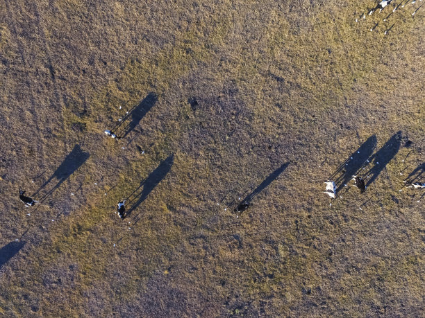 田里的牛图片下载