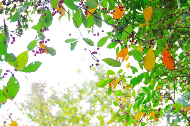 在果实成熟的过程中图片下载