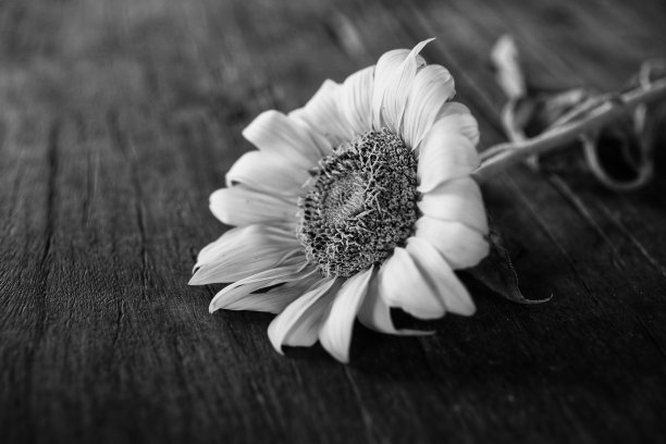 经典向日葵头特写在黑色和白色。图片下载