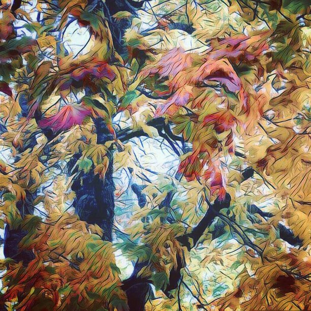 树上的叶子变色了图片下载