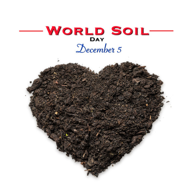 世界土壤日，12月5日，土壤和豆类，一个共生的生命概念，纪念敬爱的泰国国王拉玛9号的倡议项目图片下载