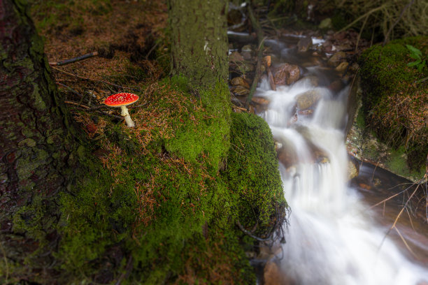 飞木耳通过流动的小溪图片下载